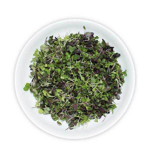 Plate of Gourmet Microgreens
