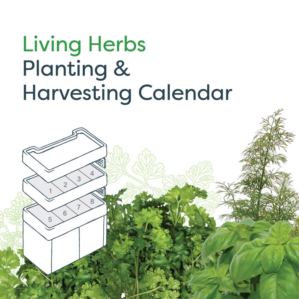 Living Herbs Planting & Harvesting Calendar