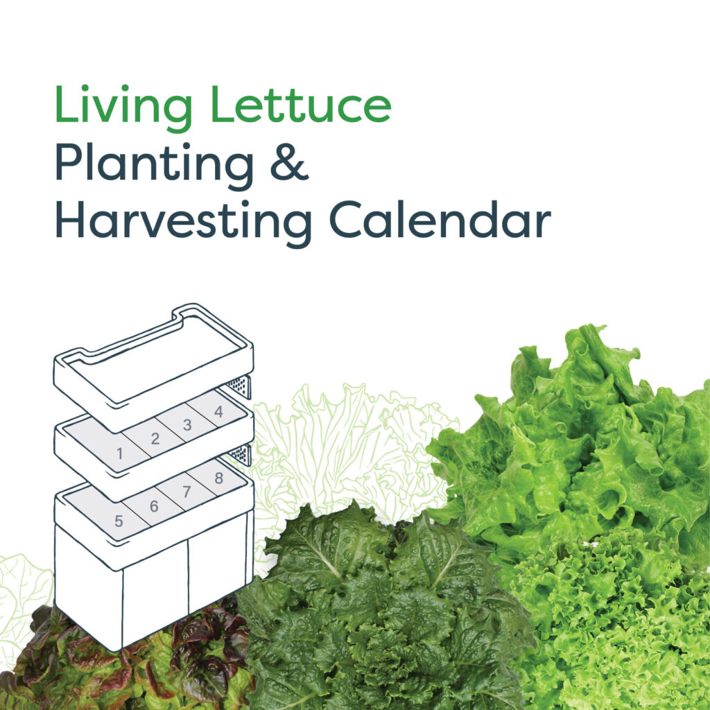 Living Lettuce Planting & Harvesting Calendar - 2-tier Terrace Pro
