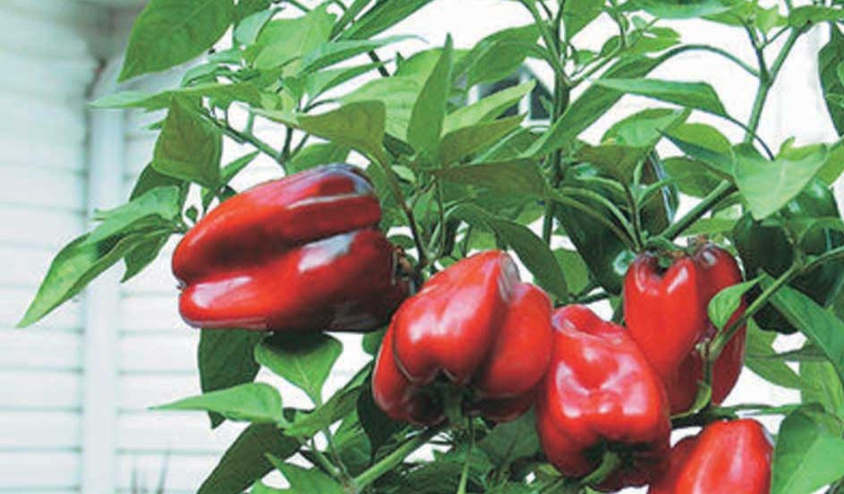 Little red hybrid peppers Little red hybrid peppers - crop not in pot