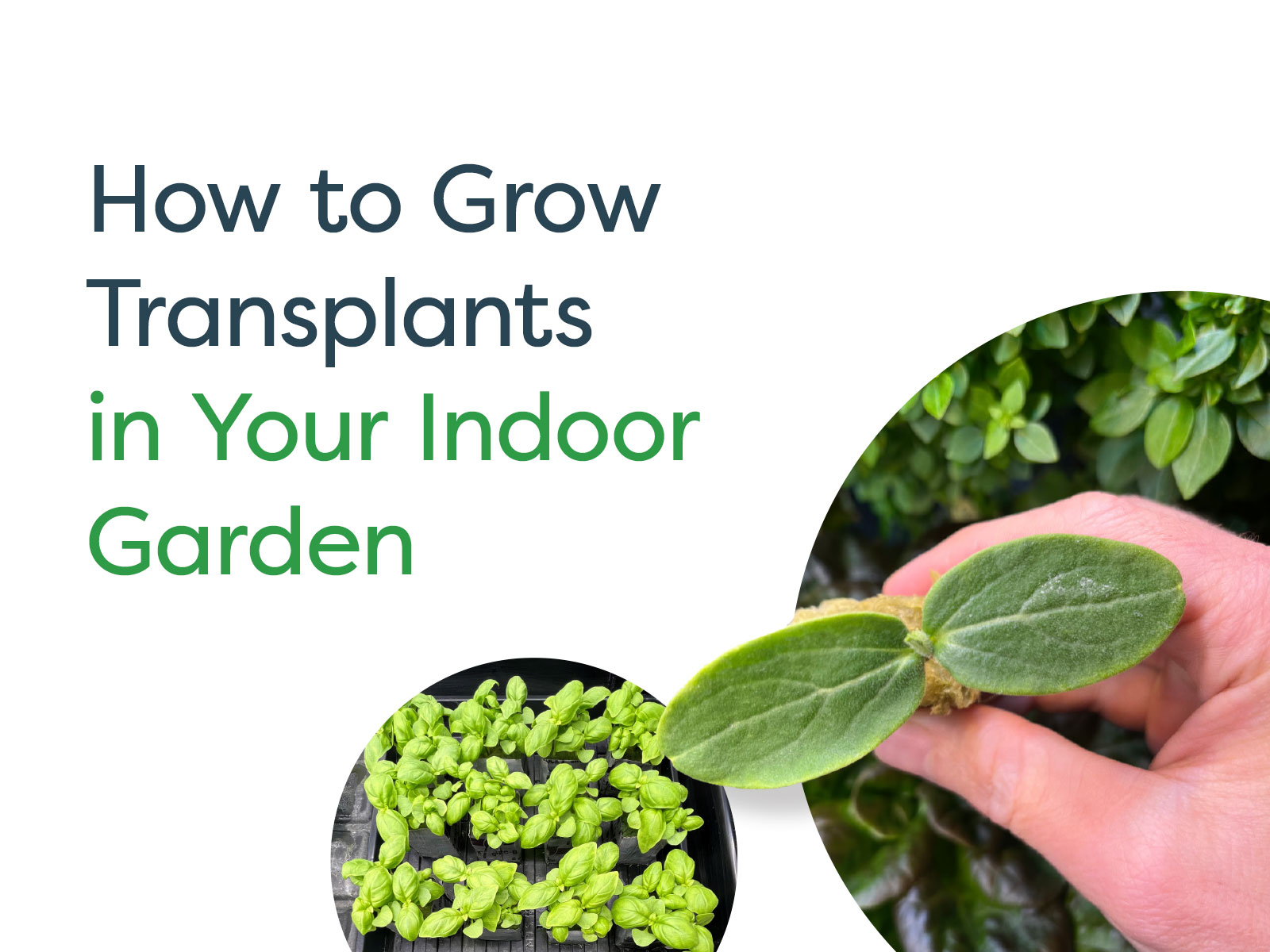 How to Grow Transplants in Your Indoor Garden