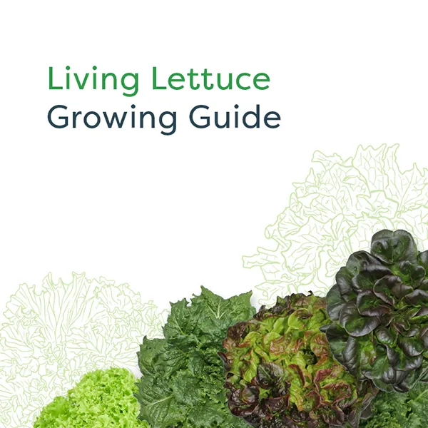 Living Lettuce Growing Guide cover image