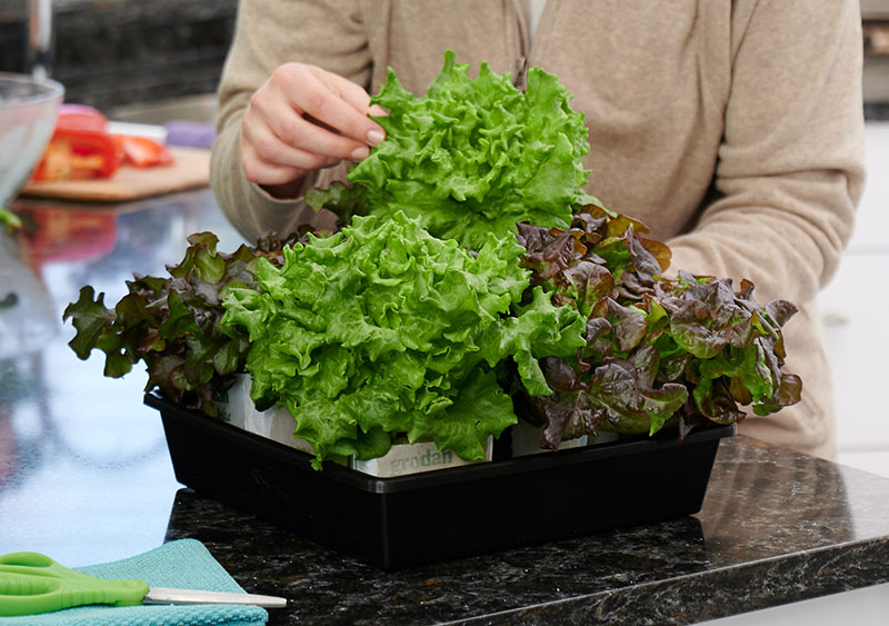 Person with basket of lettuce on kitchen counter