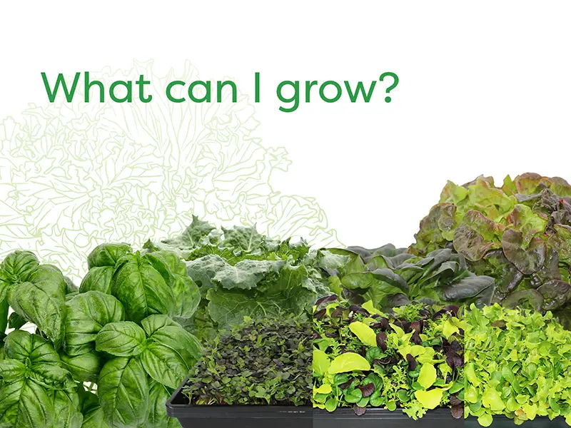 What can I grow?