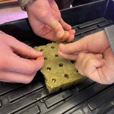 Two hands close up planting seeds in Les Verts growing blocks