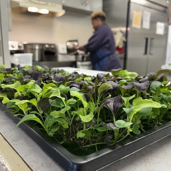 Close up of a growing tray filled with leafy greens in a restaurant
