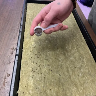 Spreading seeds over a foam tray