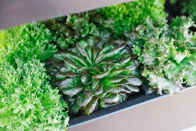 Fresh living lettuce grown in a Terrace Pro indoor garden