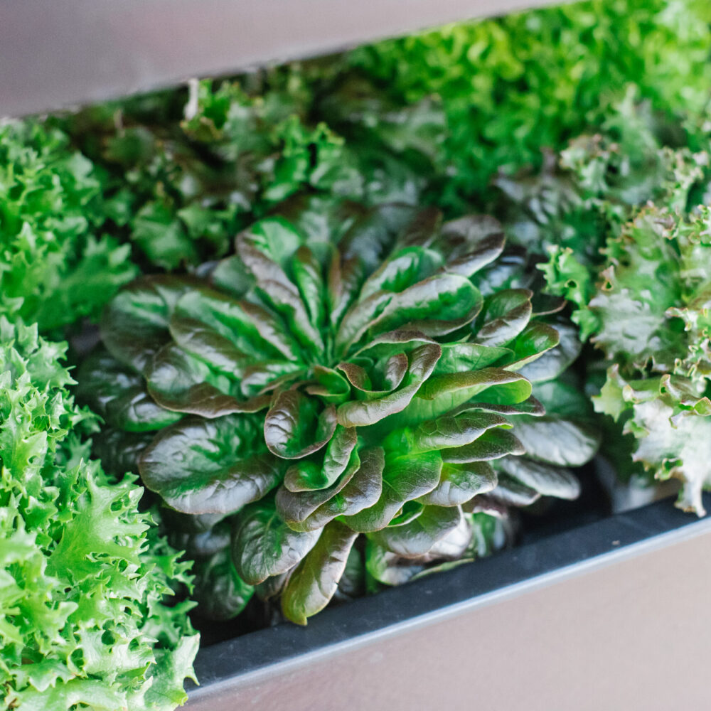 Fresh living lettuce grown in a Terrace Pro indoor garden