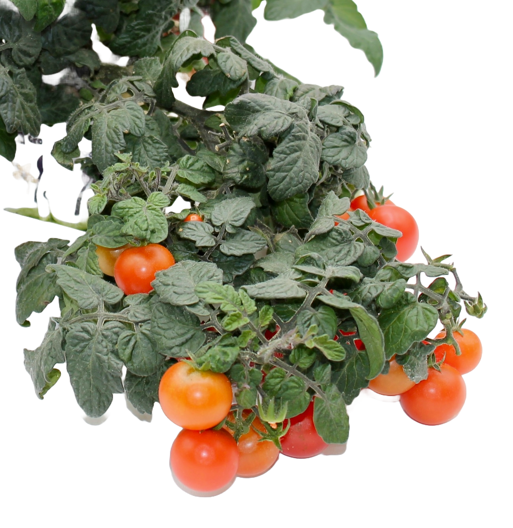 Little Red Tomatoes